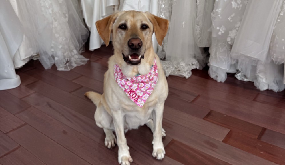 Perrita con cáncer terminal acompaña a su dueña a elegir el vestido de novia