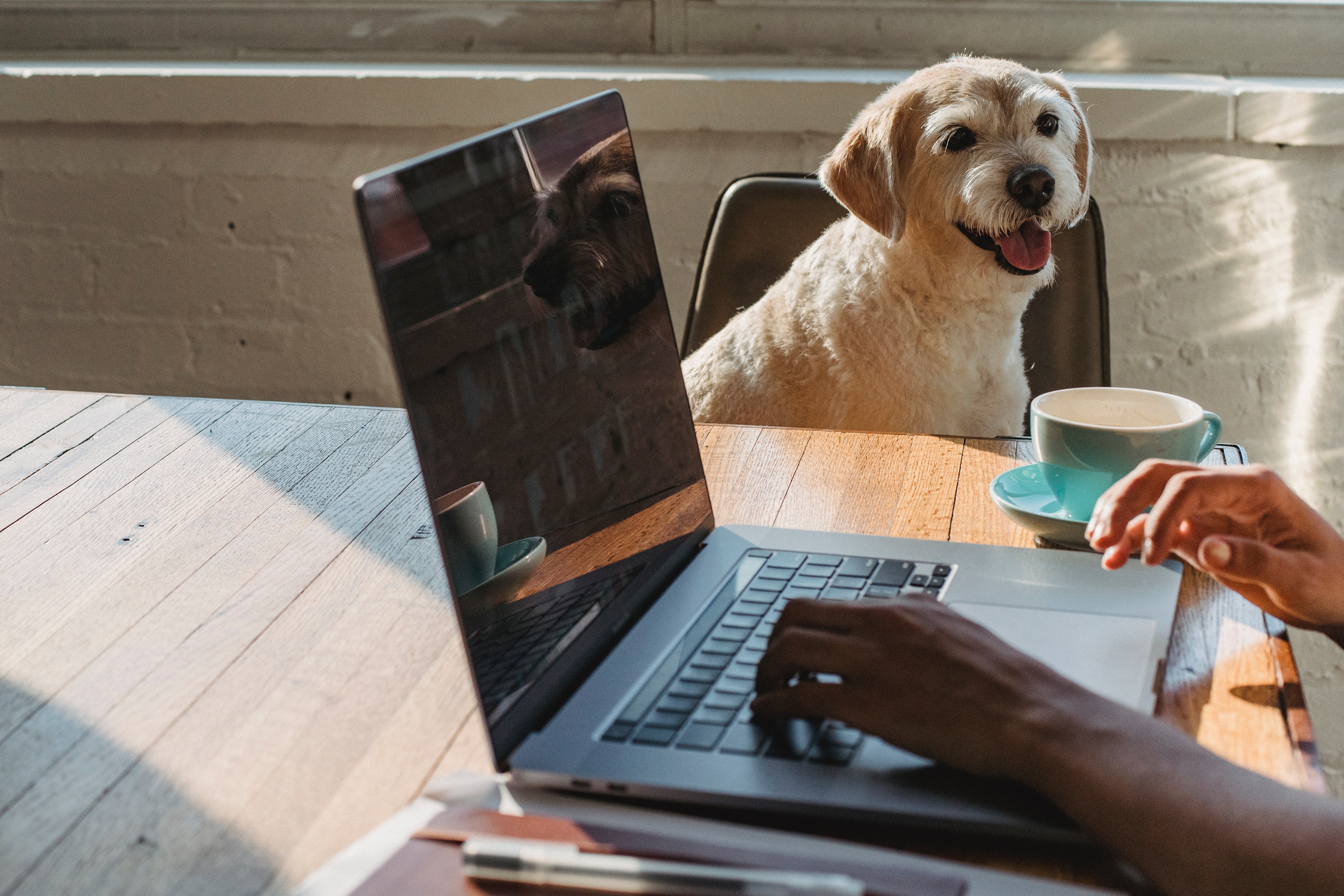 Estos son los beneficios del “Pet Day” en las jornadas laborales