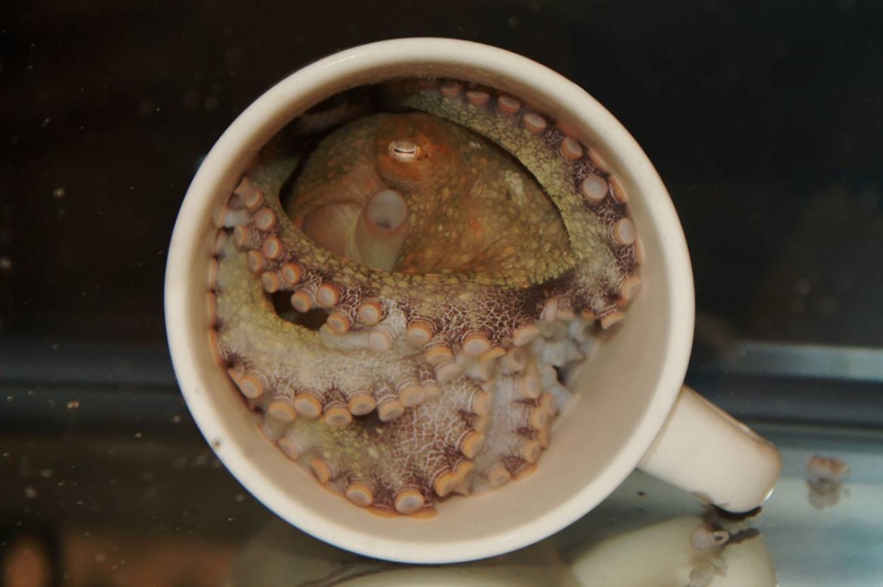 Así logra el pulpo saborear algo con solo tocarlo