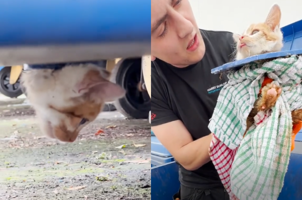 Video muestra el dramático rescate de un gato atrapado en un contenedor de basura