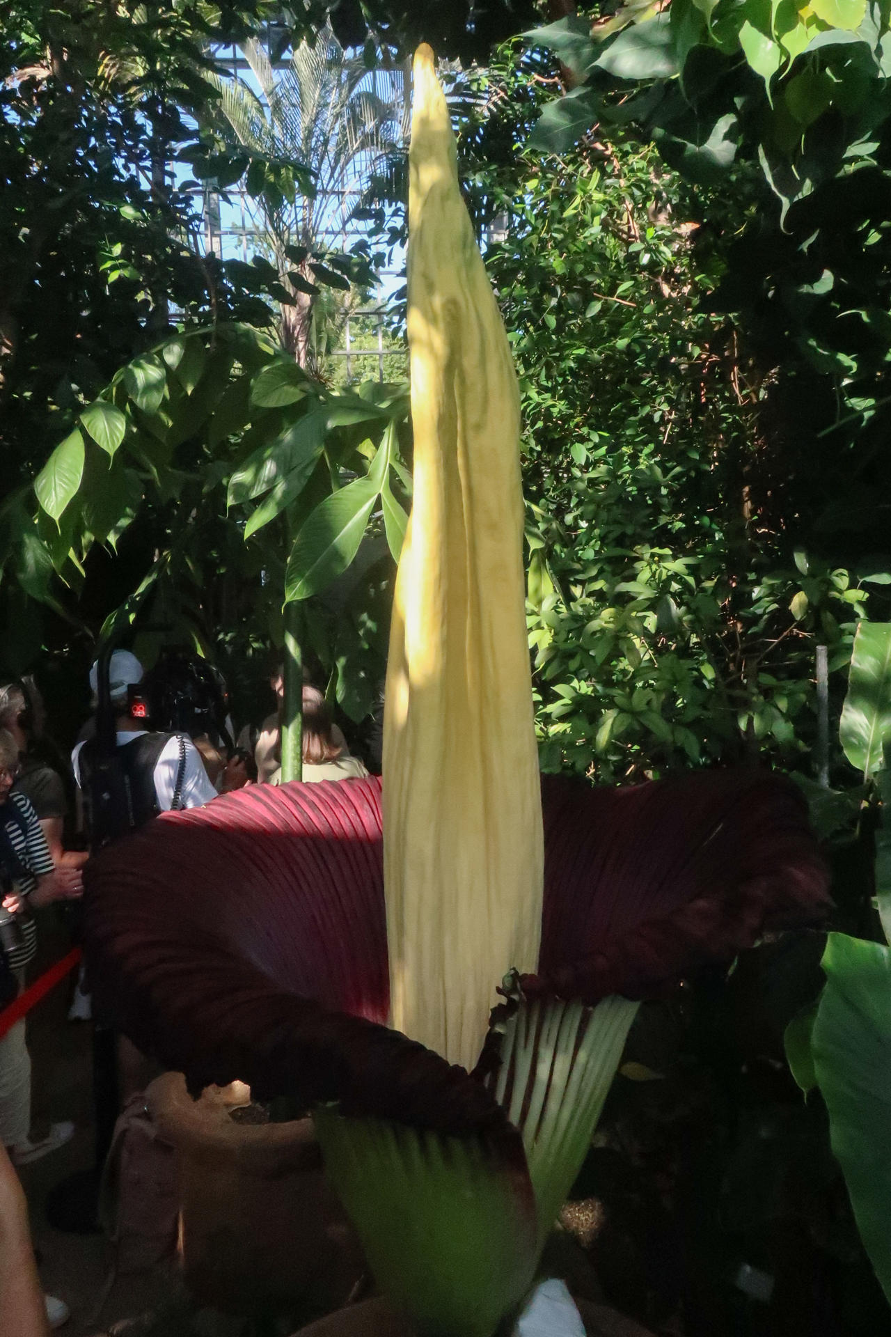 La flor más grande y apestosa del mundo florece en Berlín