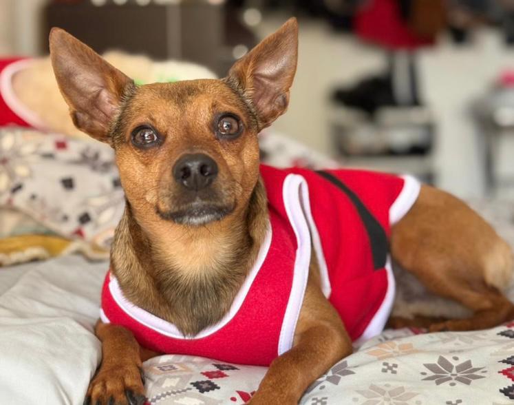 Buscan a Niño, perrito perdido en zona rural entre Zipaquirá y Cogua