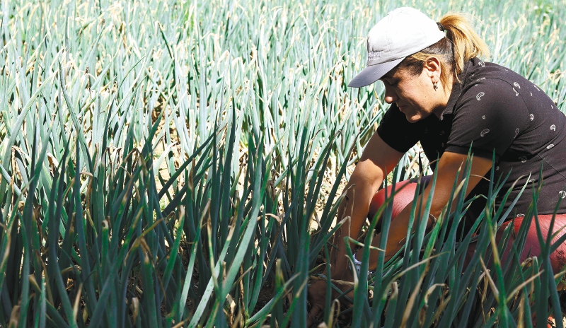 Miles de campesinos se encuentran hoy a la espera de que se les defina la titulación de sus tierras para cultivarlas.