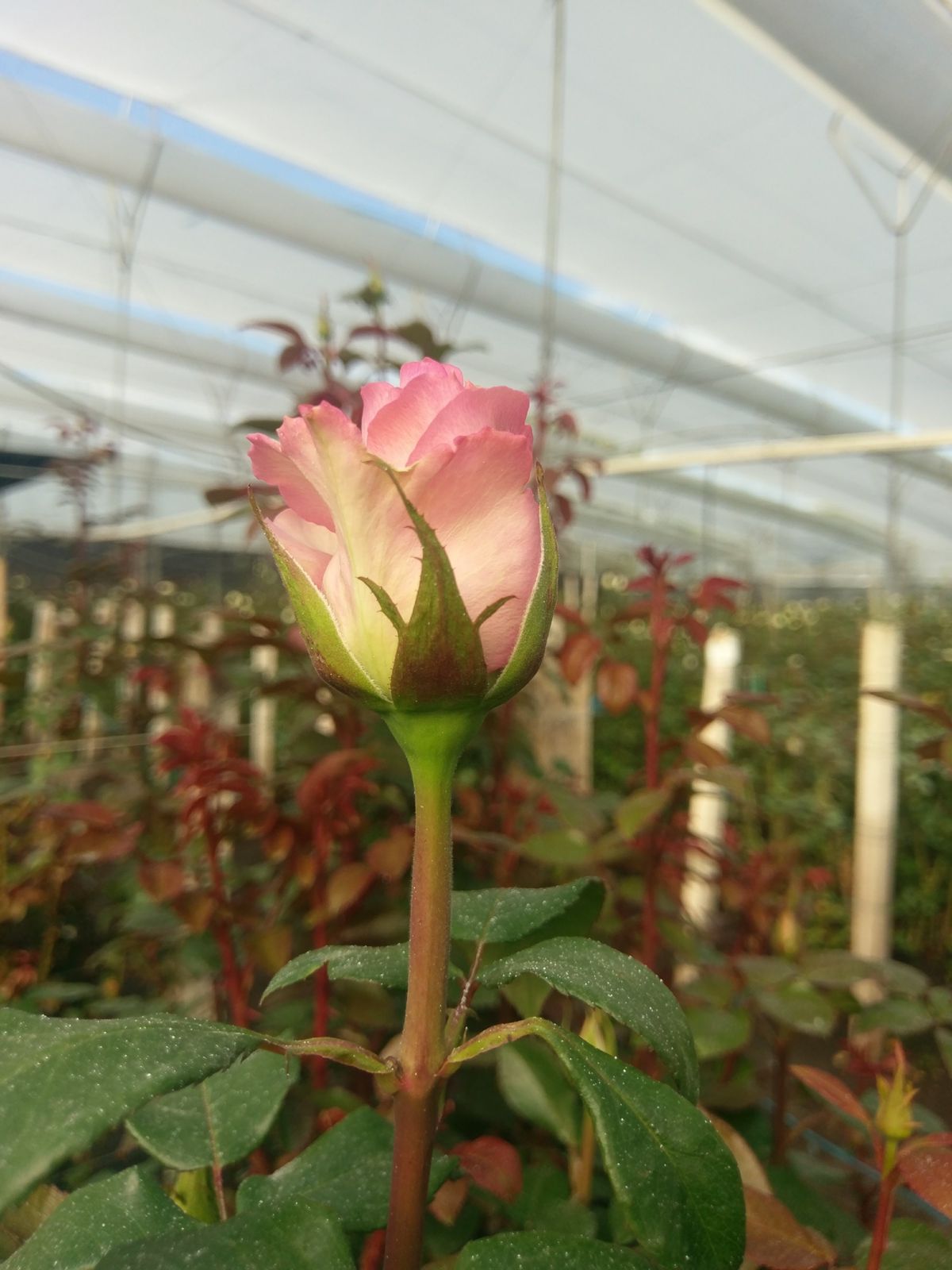 La producción floricultora preparada para celebrar hoy San Valentín