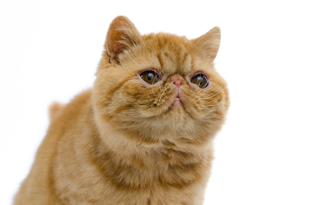 ¿Por qué es bueno tener una gata hembra en casa?