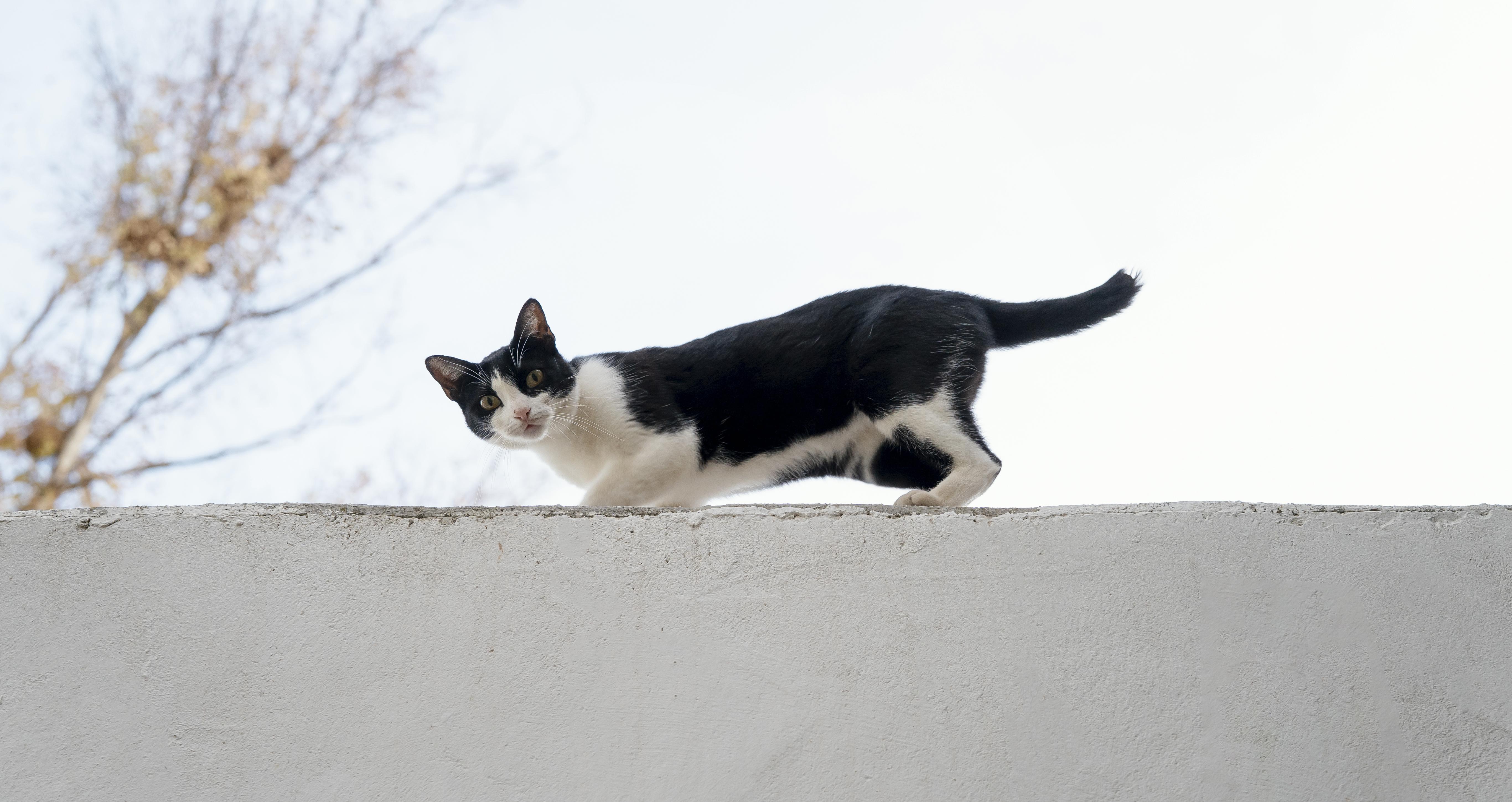 ¿Qué tan probable es que un gato regrese luego de escaparse de su casa?