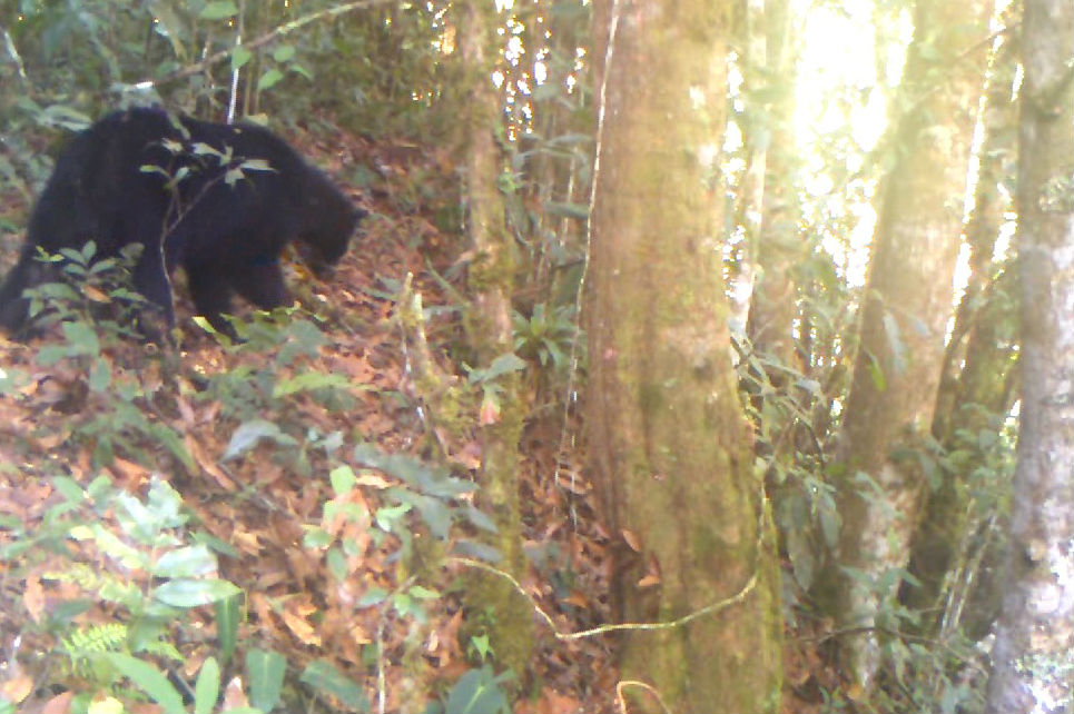 Oso de Anteojos reaparece en la cuenca del río Las Ceibas