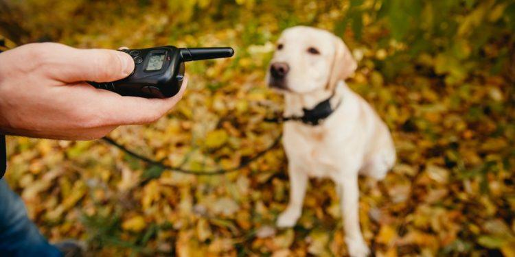 La cruel razón por la que no debería ponerle un collar eléctrico a su perro