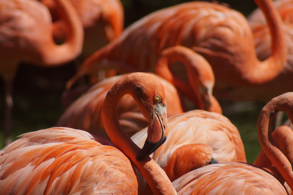 En el mundo, la población de aves es seis veces mayor que la de humanos