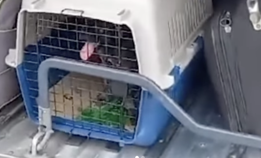 (Video) Denuncian posible maltrato a perrito que era transportado en bodega de bus