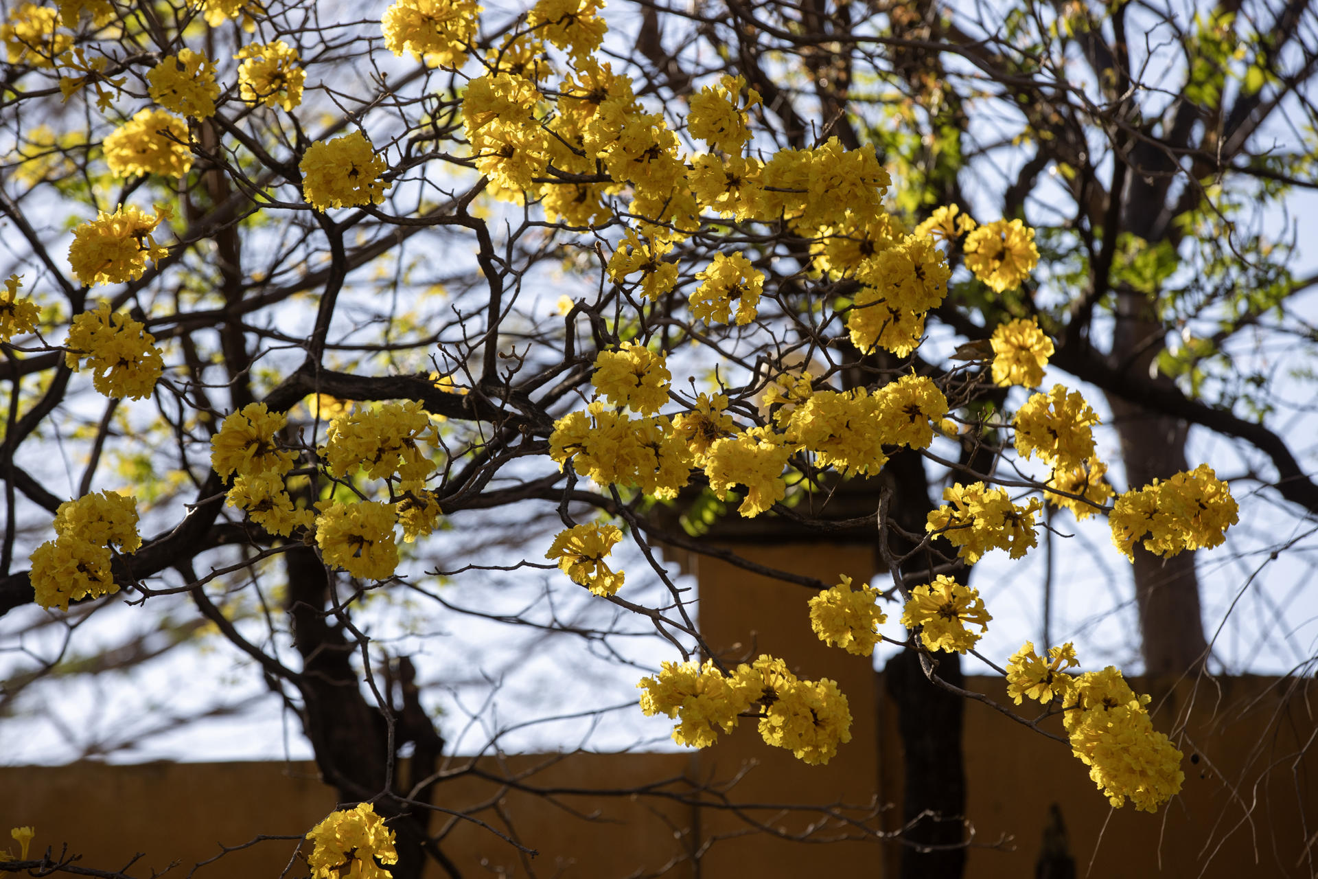 Las siete plantas que dan vida a Macondo, según expertos