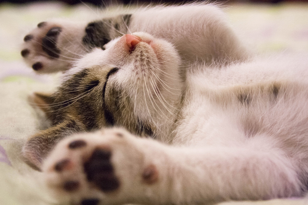 8 señales que indican que tu gato es feliz contigo ¡Conócelas!