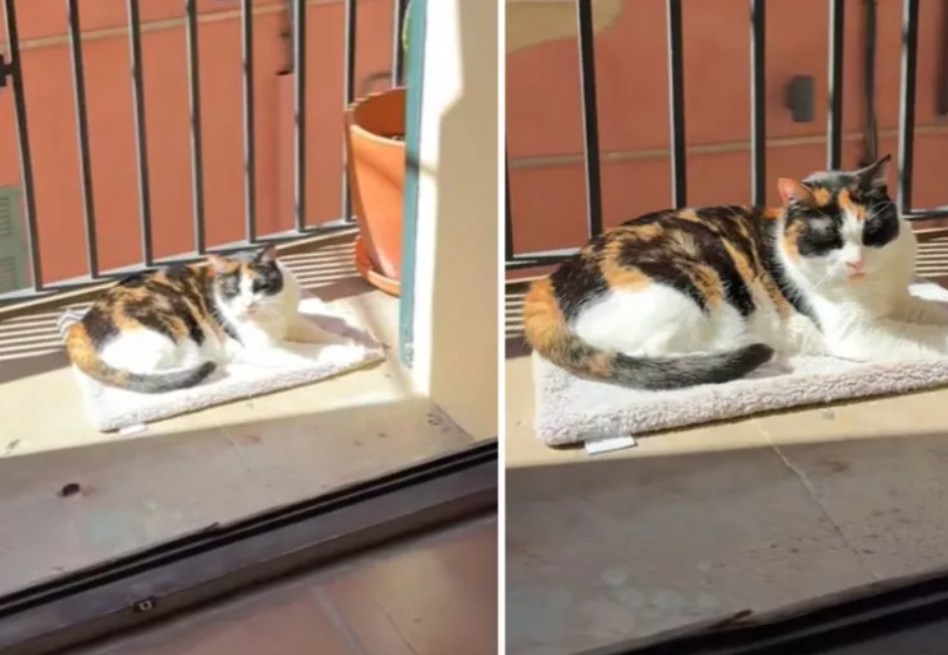 La solución que encontró una pareja para que su gata se adaptara a su nuevo hogar