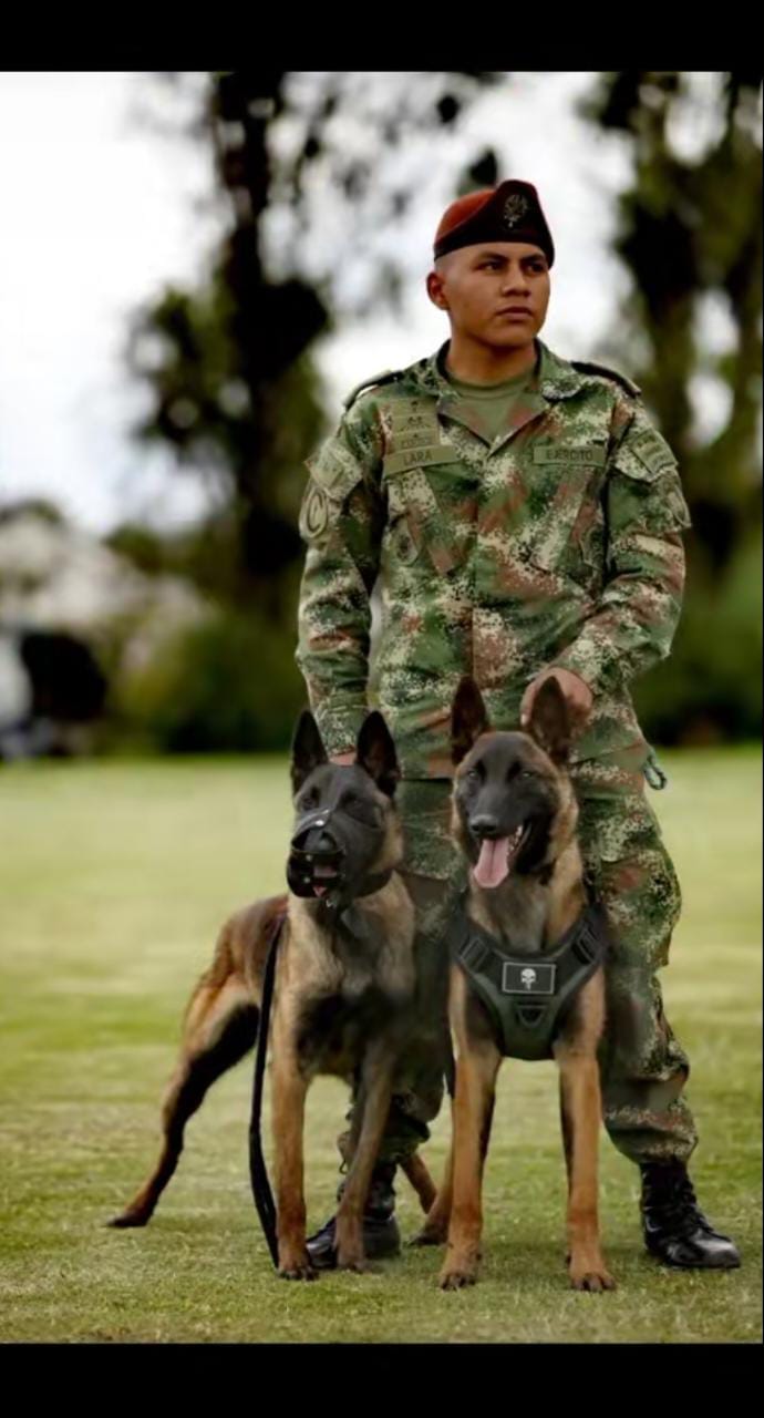 Así es Wilson, el perro que buscan en la selva del Guaviare.