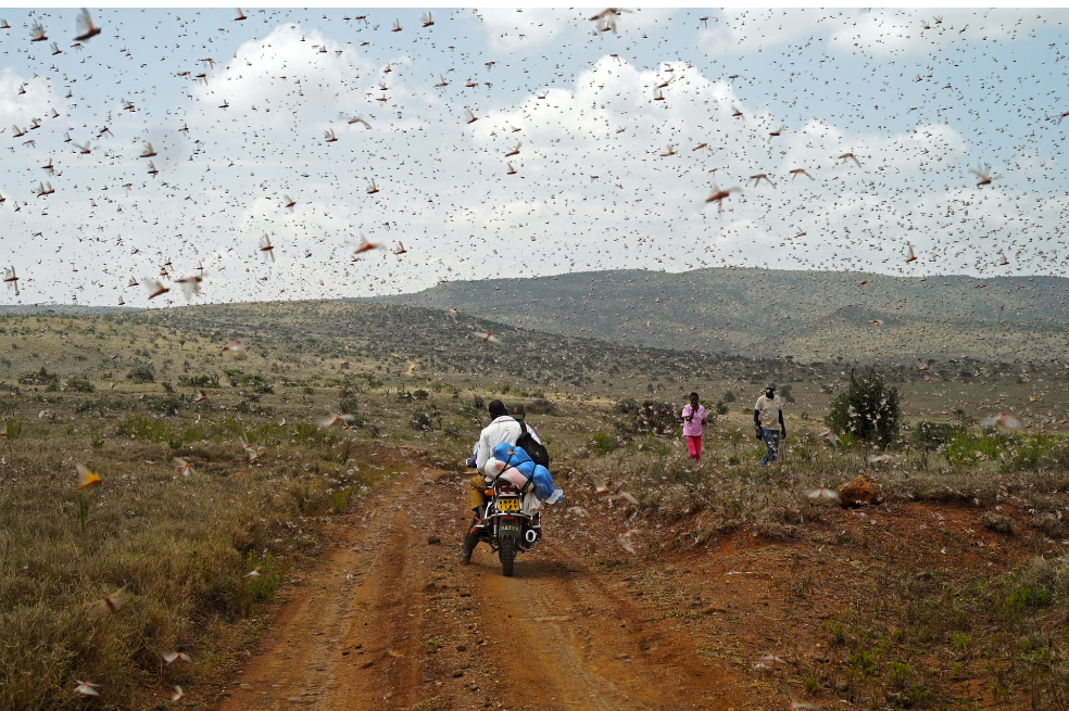 "La plaga" de Henry Harte muestra como, en 2019, en Kenia vivieron su peor brote de langosta en 70 años.