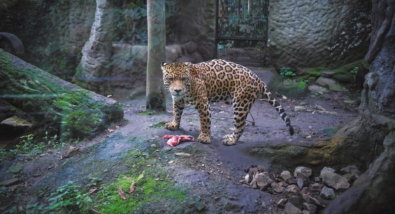 Un proyecto de ley quiere acabar con los zoológicos. ¿Buena o mala idea?
