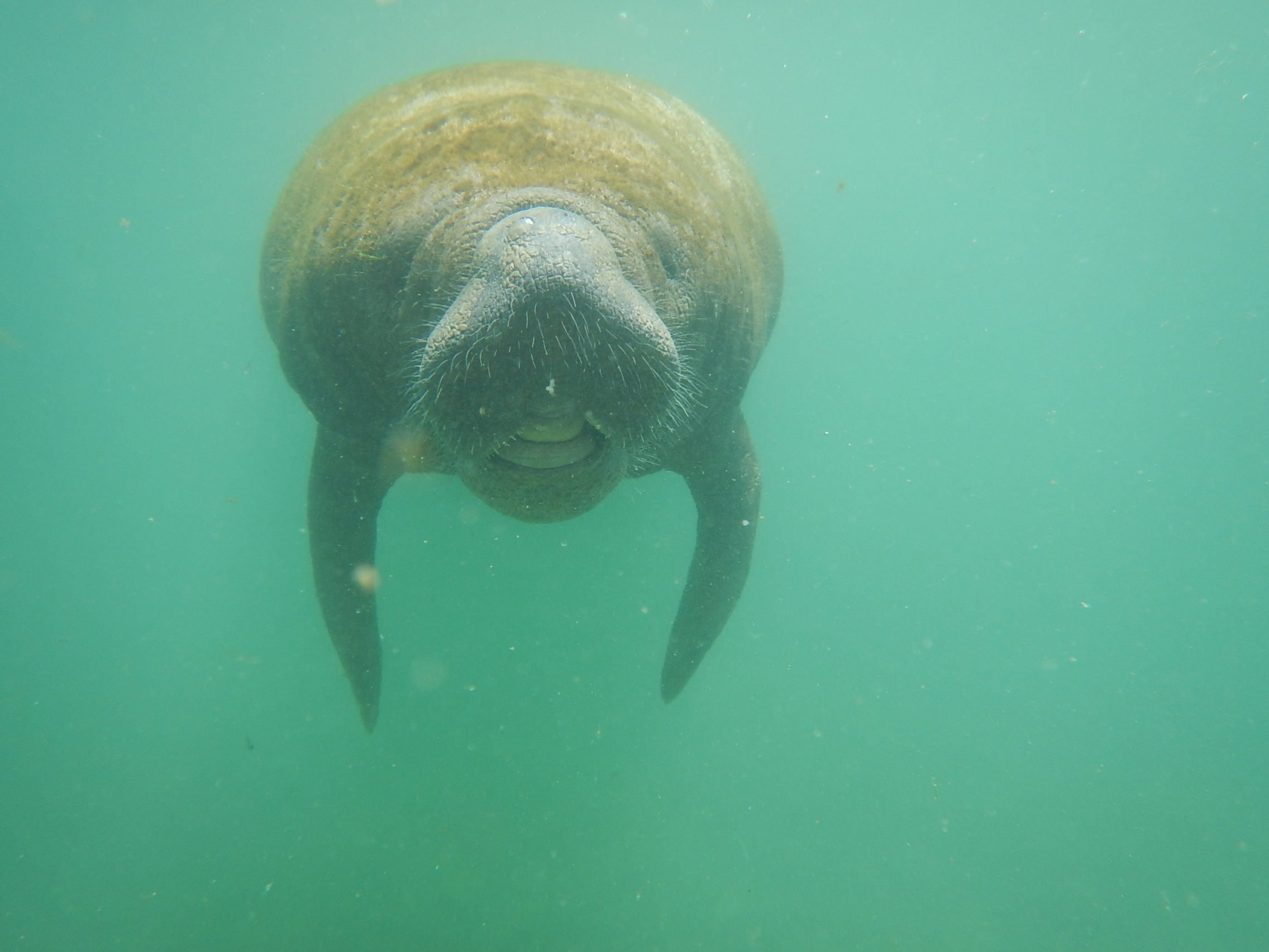 Los manatíes hacen parte de los animales en peligro, según la resolución 1219 del Ministerio de Ambiente. /Foto: Katerin Arévalo.