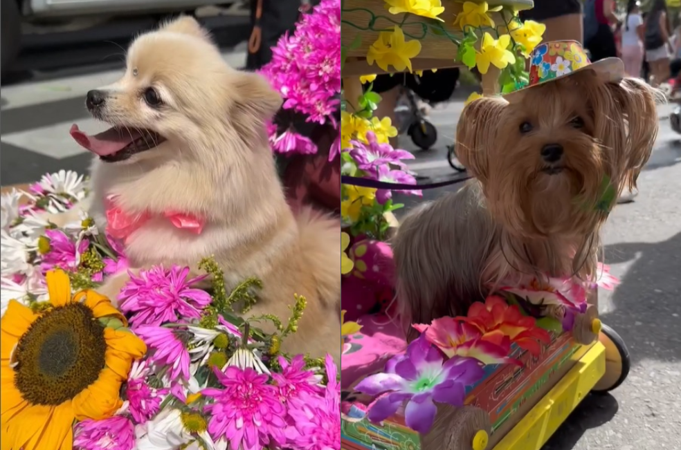 Prográmese para vivir la Feria de las Flores con sus mascotas