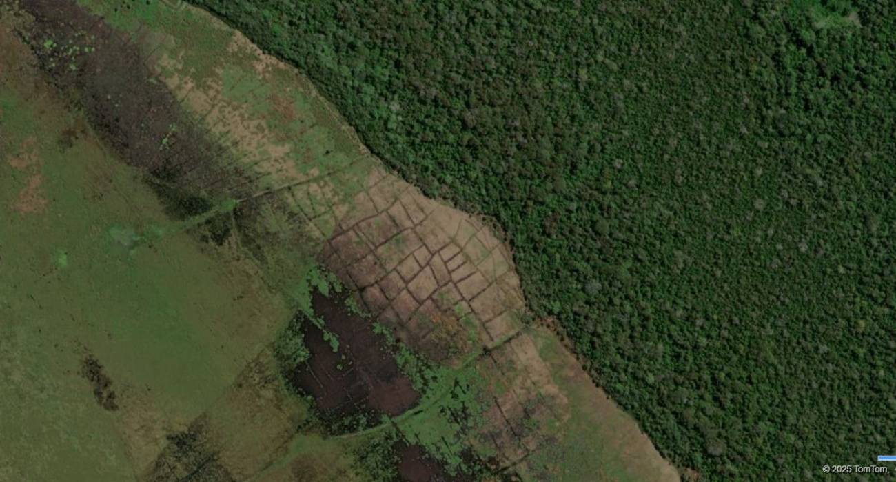 Así habría funcionado un monocultivo de maíz en la Amazonia hace 600 años