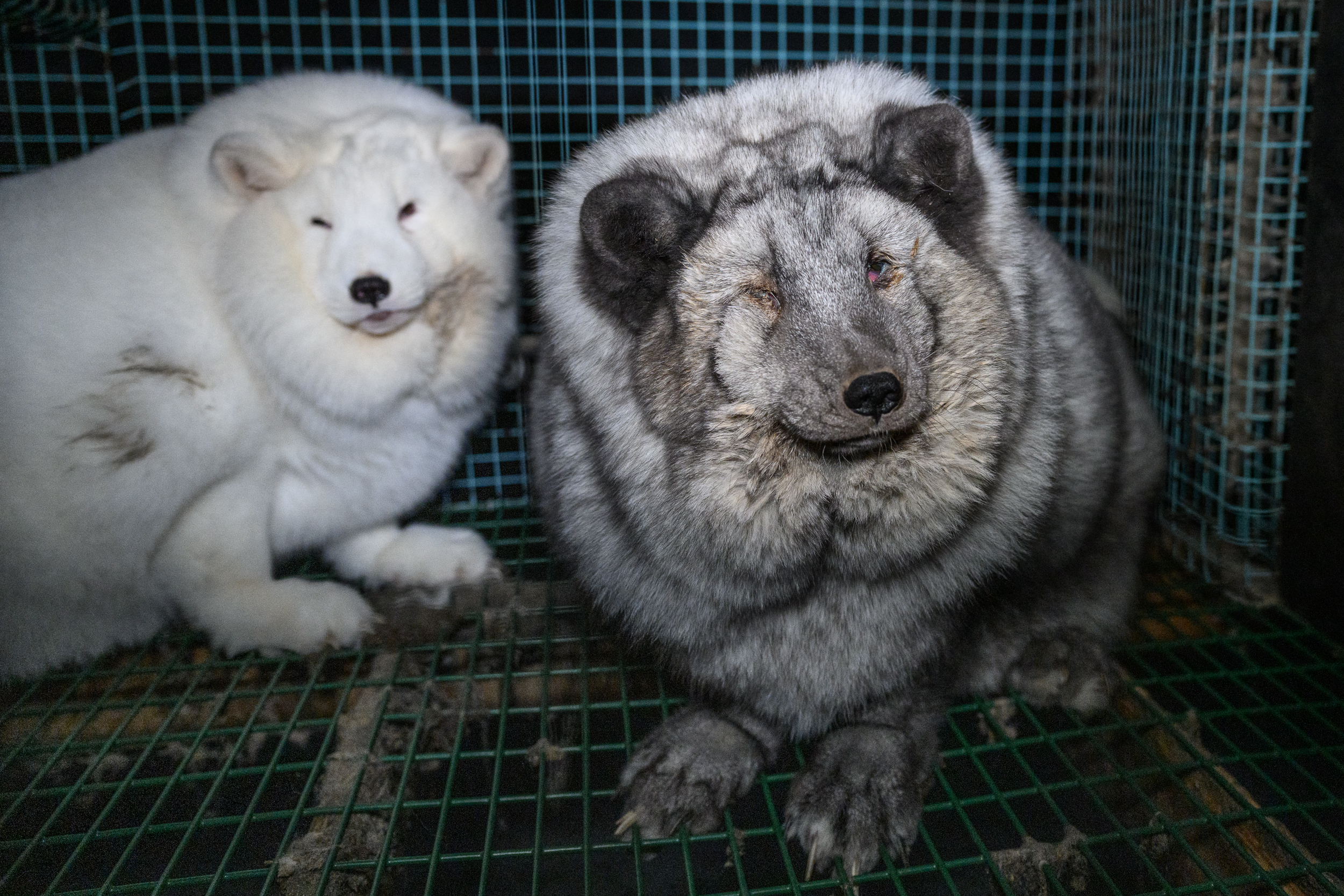 Two foxes with overgrown skins and one of them with an eye infection are pictured in a cage in Lapua, Finland, on December 6, 2022. - Huge foxes trapped in small cages, infections, eye diseases, and young cubs eating their dead siblings, new footage by animal rights group paints a shocking picture of fur farming in Finland. With nearly a million pelts produced annually, Finland is Europe's leading producer of certified fox fur, the second in the world after China. (Photo by Oikeutta Elaimille / AFP) / TO GO WITH AFP STORY by Elias HUUHTANEN