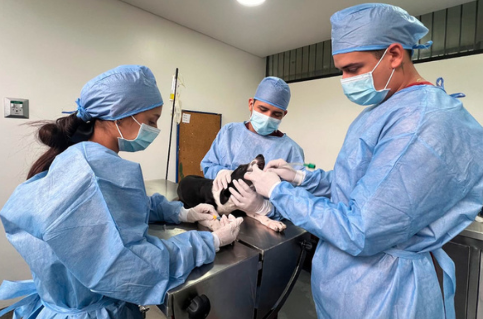 Agéndese para las jornadas de esterilización en Cali: fechas y requisitos