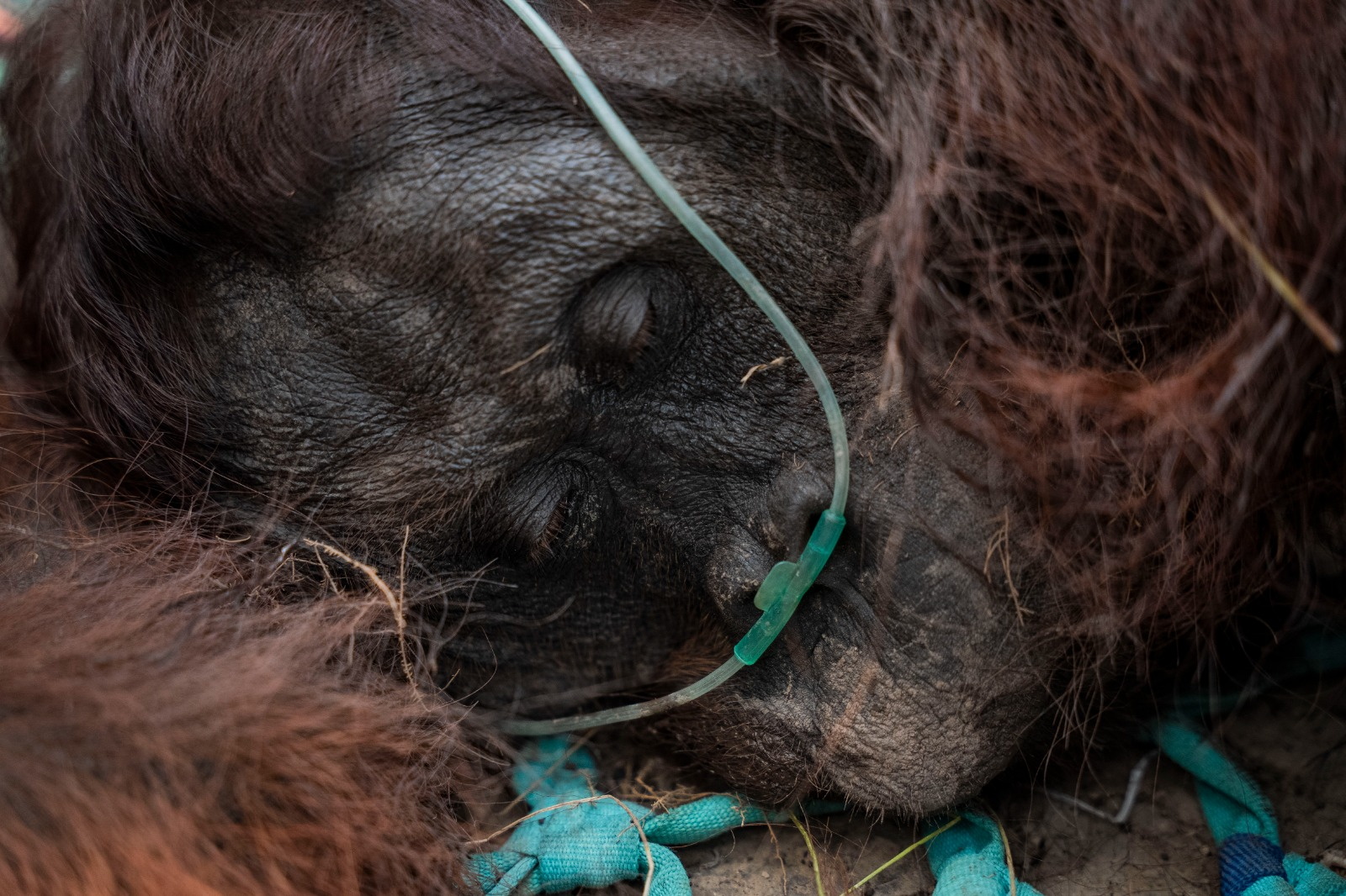 Rescatan a orangután atrapado en los incendios de Indonesia: “Es un milagro que esté vivo”