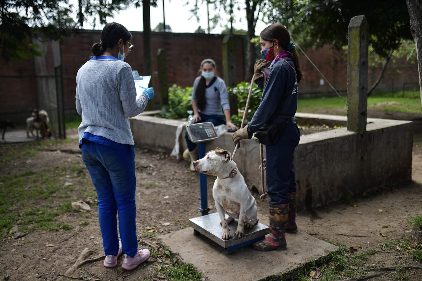 Instituto de Protección Animal Bogotá responde frente a denuncias de contratación