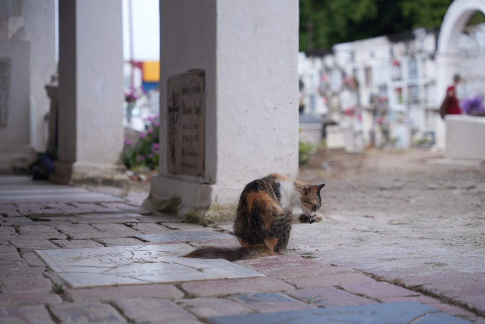 Cementerio de Mompox: más de 50 gatos custodian la necrópolis