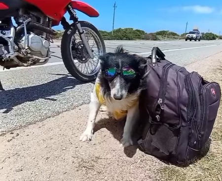 Pipo motero, el perrito adoptado que a sus 19 años recorre el mundo en moto con su tutor