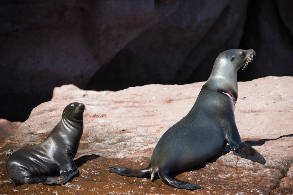 Gripe aviar: muerte de lobos marinos sugiere que virus estaría saltando entre mamíferos