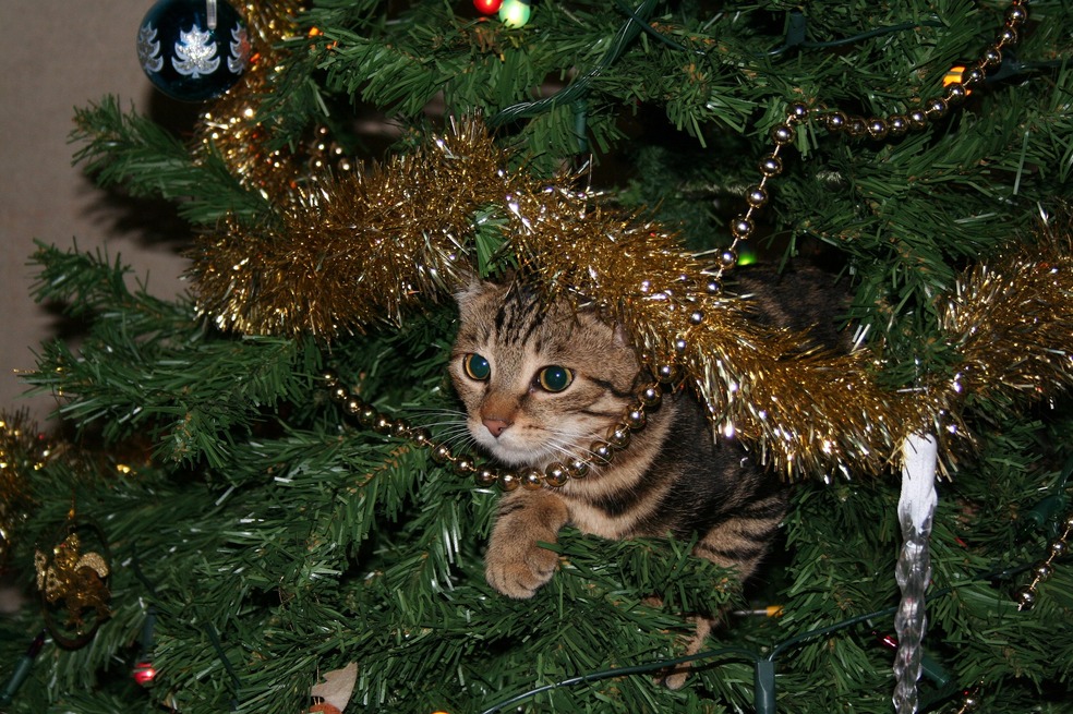 La curiosidad de los gatos por los adornos y su gusto por trepar árboles hace parte de su instinto.