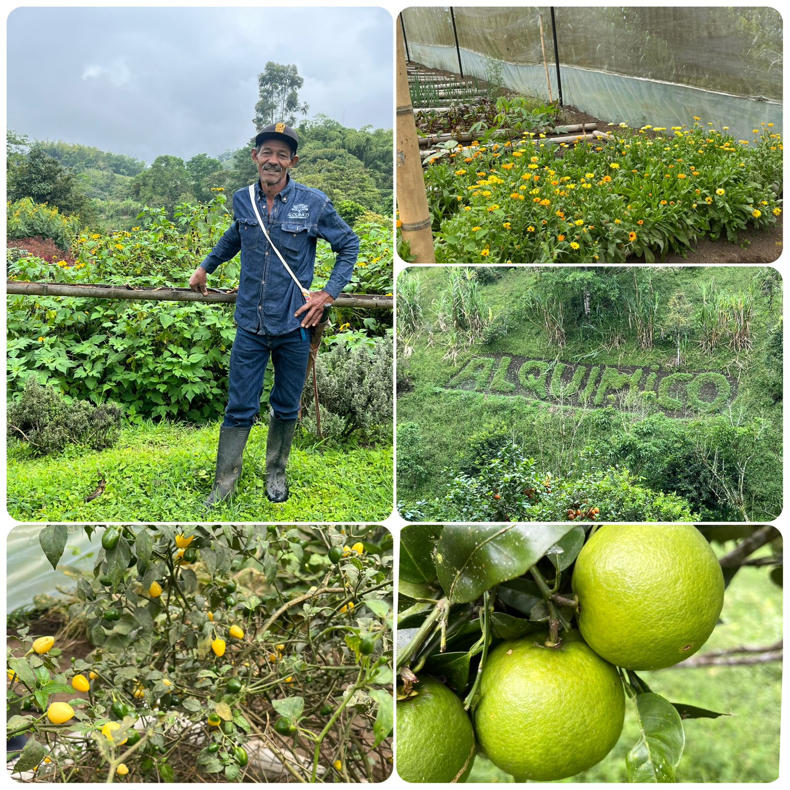 Finca Alquímico