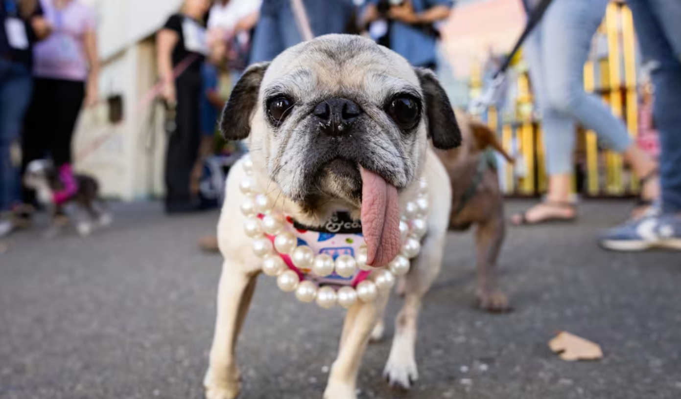 ¿Quién es Jinny Lu? la pug que fue “premiada” como la perrita más fea del mundo