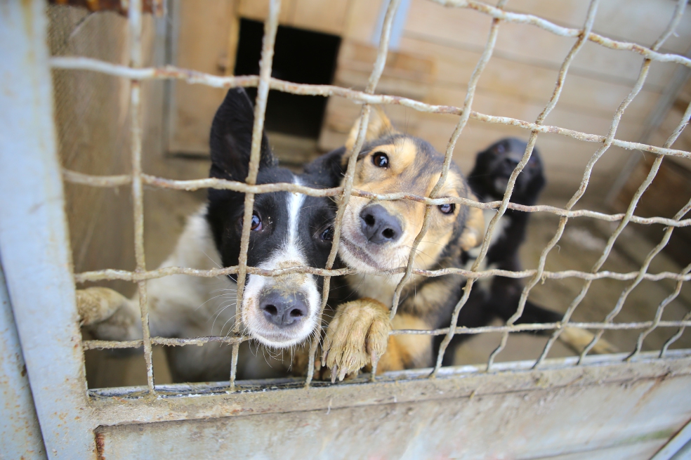¿Le indigna que se coman a los perros?