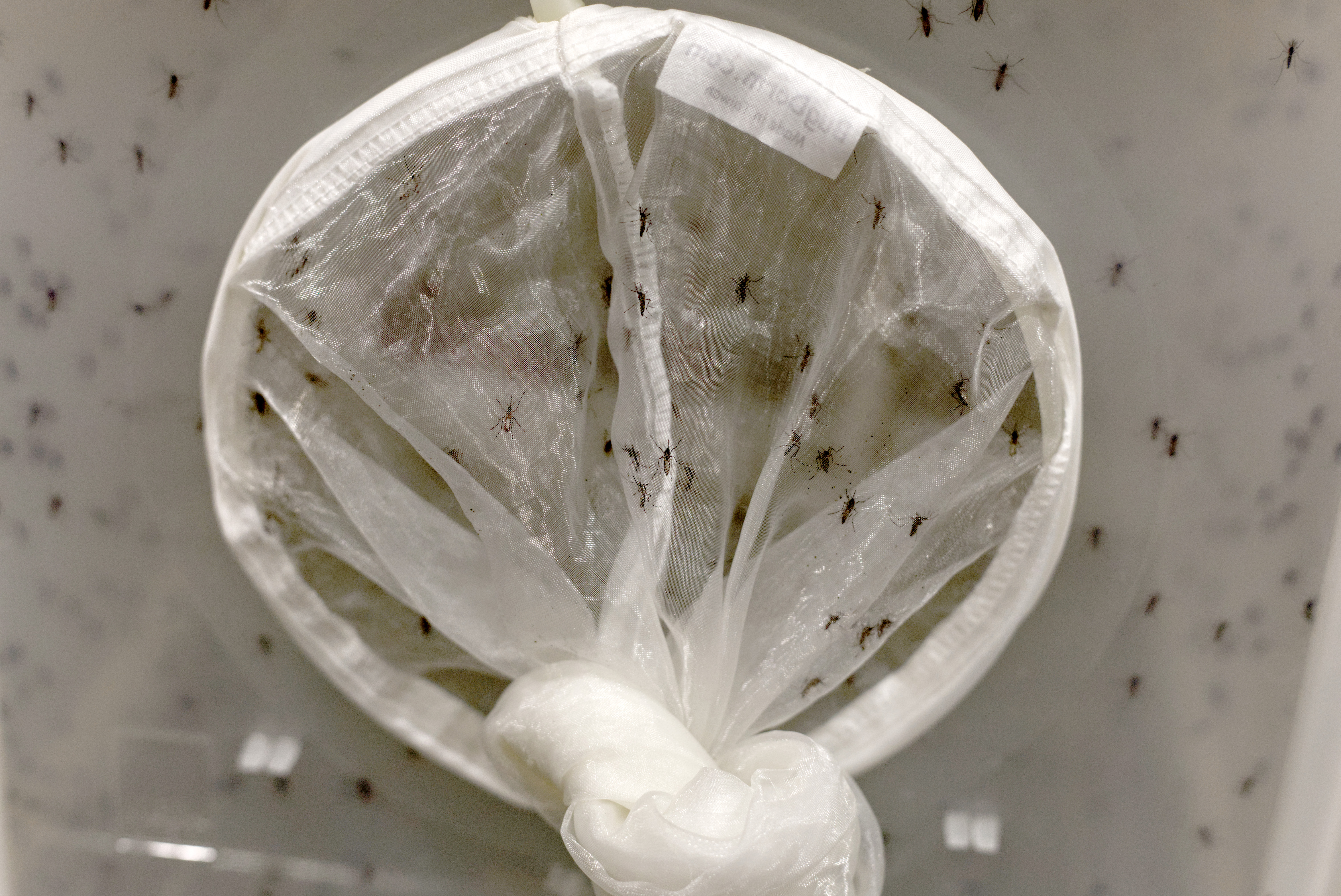 La OPS emite alerta epidemiológica ante el aumento de casos de dengue en las Américas