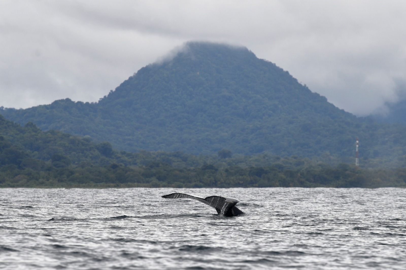 Entre los múltiples atractivos de Nuquí, se encuentra el avistamiento de ballenas. La temporada se extiende generalmente de julio a octubre, siendo agosto y septiembre los meses óptimos para avistar a estos majestuoso seres.