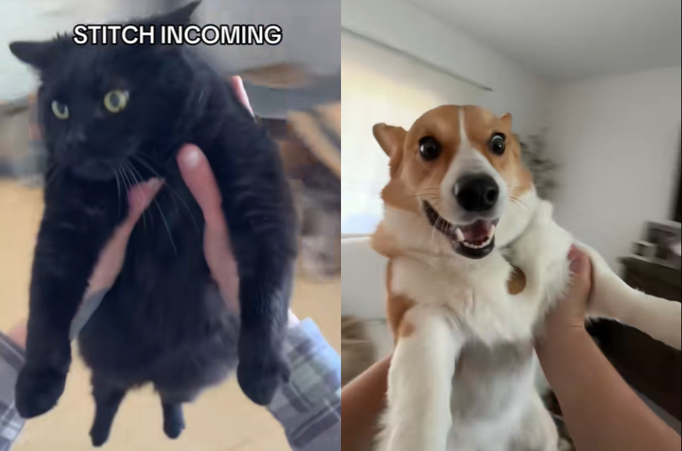 Veterinaria alerta sobre reto viral de TikTok que pone en riesgo a las mascotas