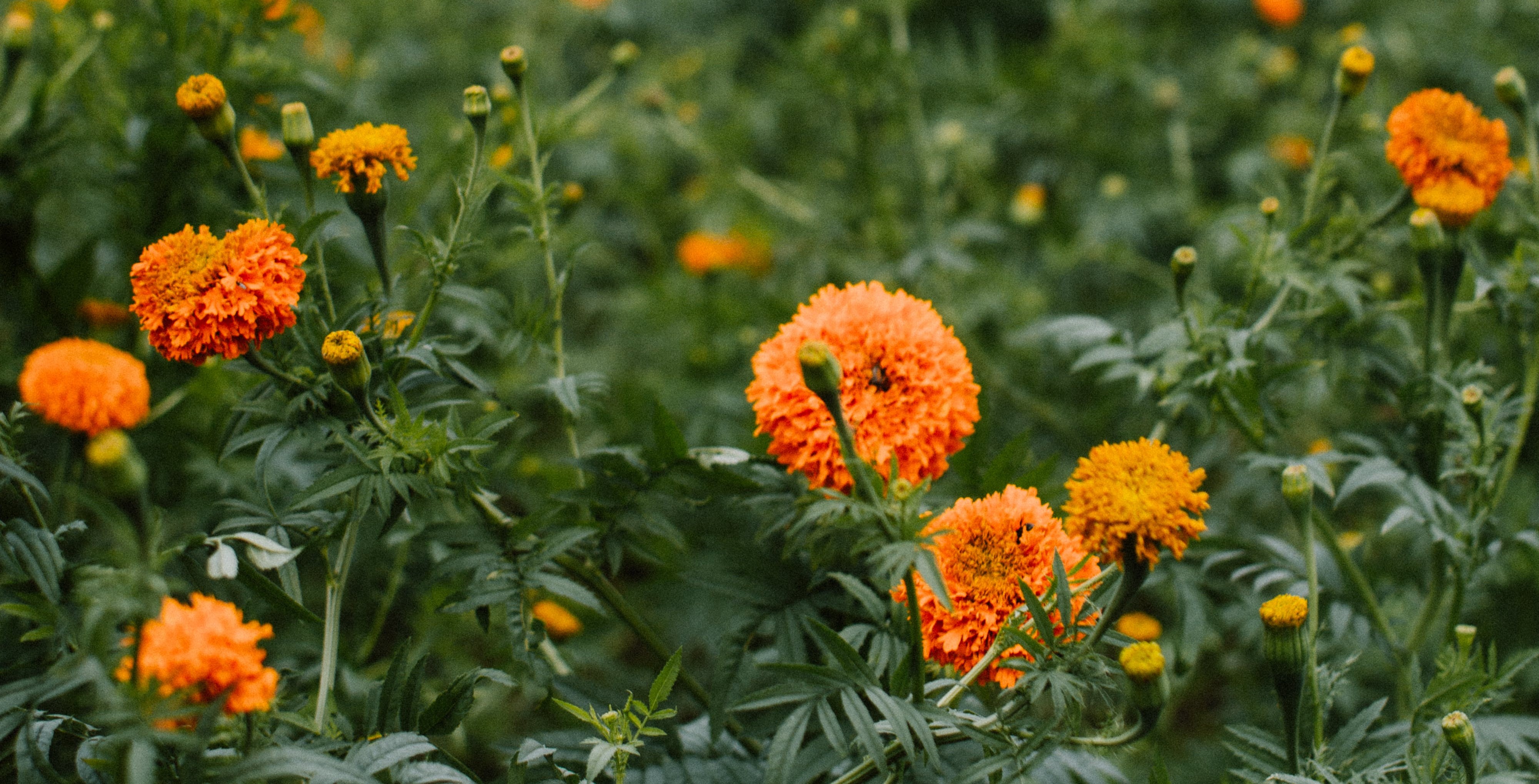 La flor de cempasúchil o flor de Día de Muertos es tradicional en esta festividad mexicana.