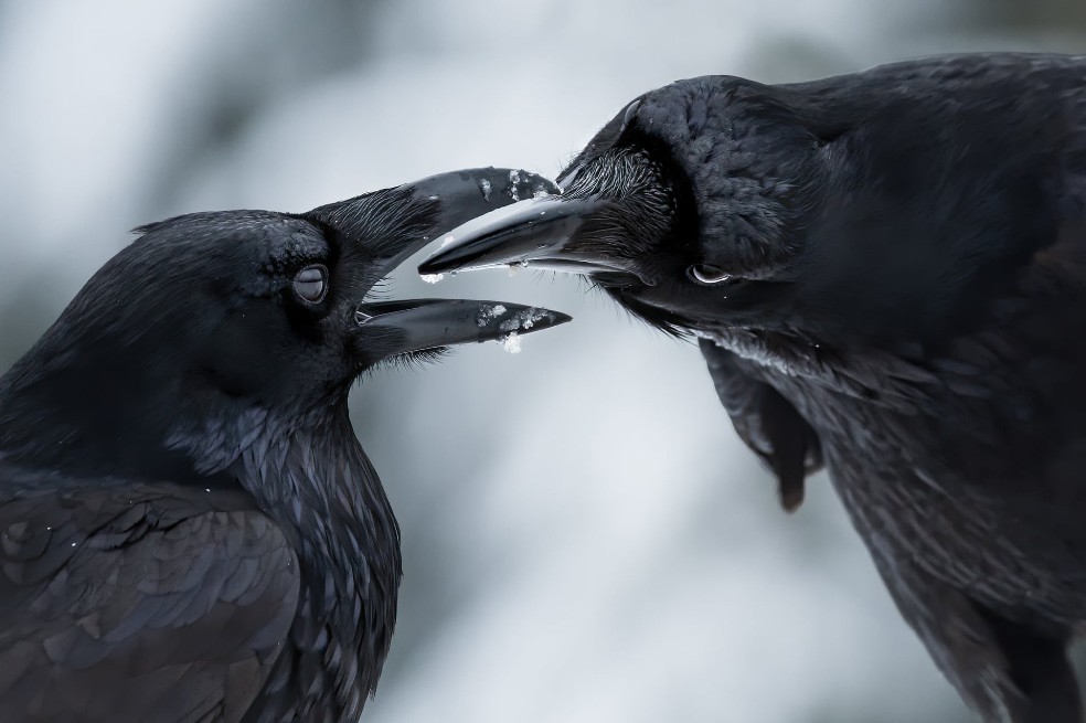 Categoría comportamiento en pájaros: Shane Kalyn, de Canadá, observa una exhibición de cortejo de cuervos. Shane, desde el suelo helado, utilizó la luz tenue para captar los detalles del plumaje de los cuervos contra la nieve.