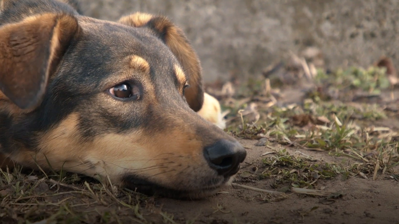 Las mascotas abandonadas que intentan escapar de la guerra en Ucrania