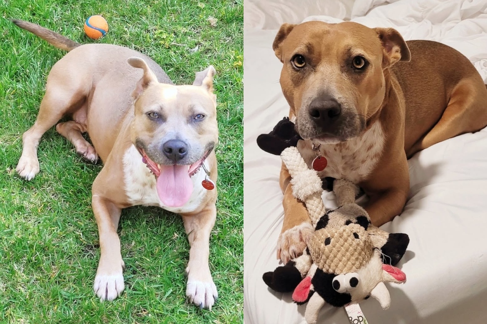 “Tuvo su mejor día”: perrita rescatada y olvidaba en un refugio conoce la playa
