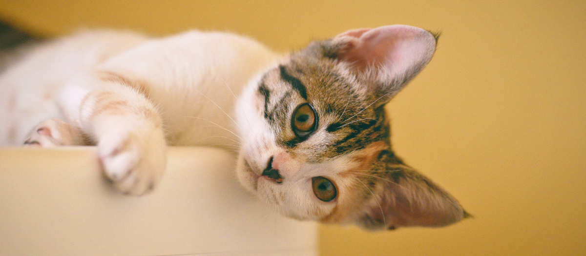 Nombres para gatos: ¡Originales, bonitos y con significado!