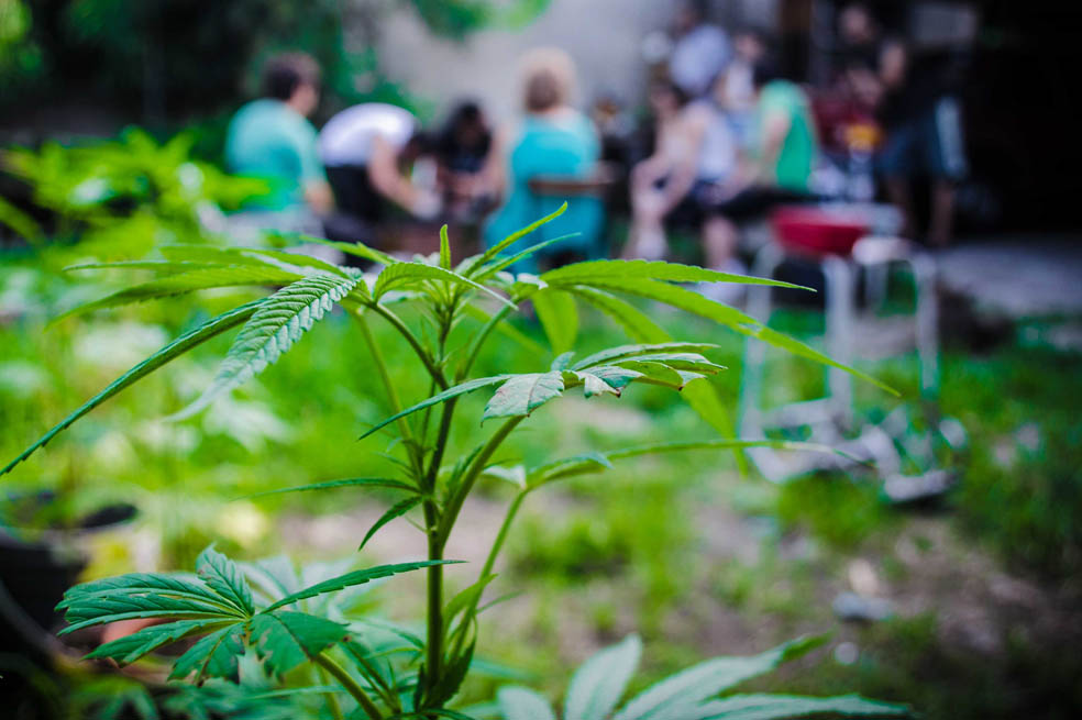 Legalización de cannabis en Uruguay incumple tratados, ¿cuáles?