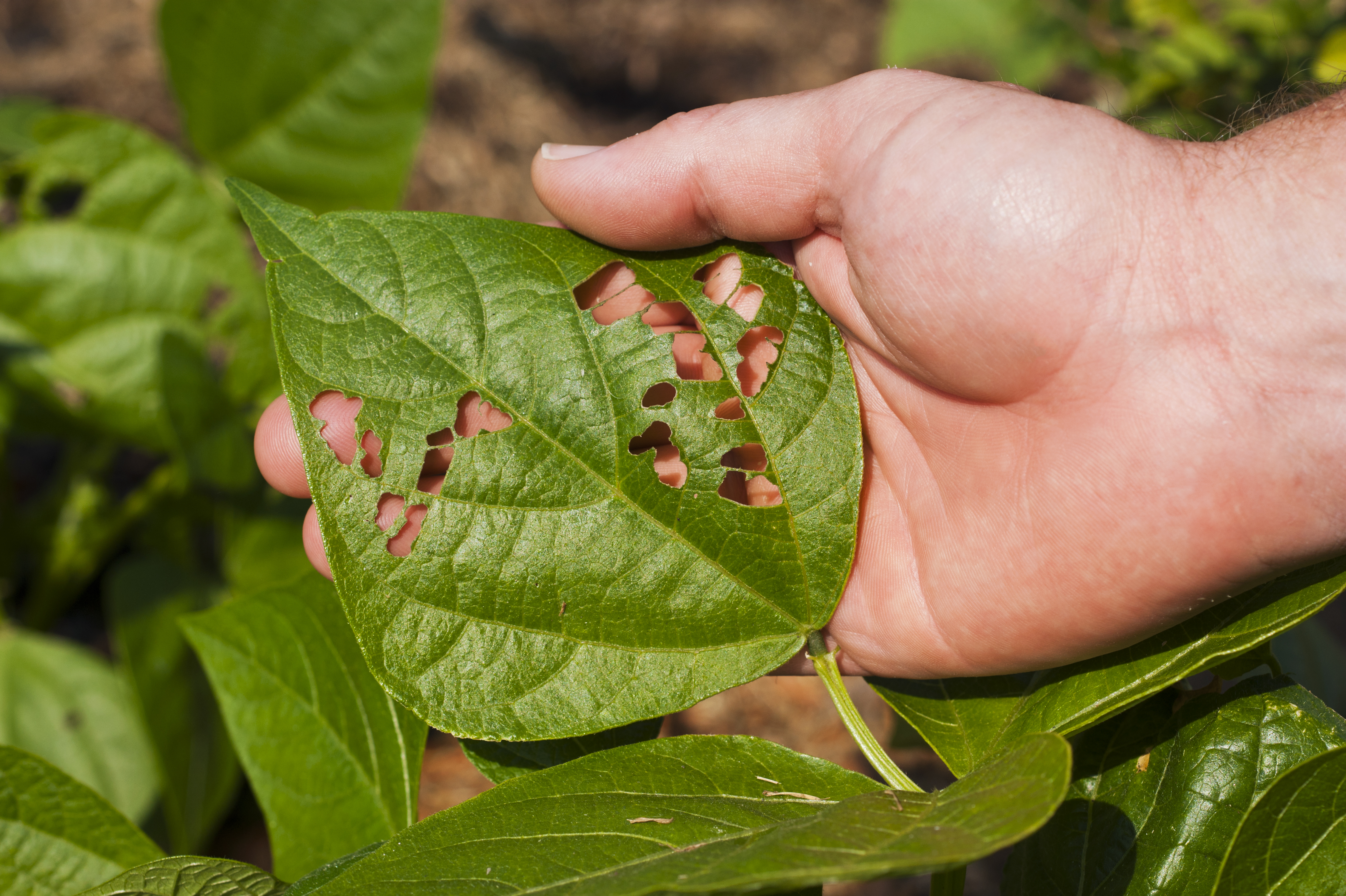 Plagas y cómo afectan las plantas
