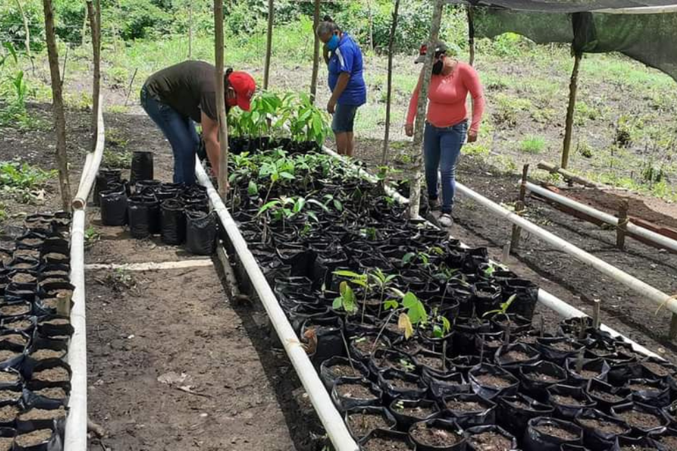 Con la siembra de ñame variedad diamante, AMUSI aporta a la reforestación de los Montes de María, en Carmen de Bolívar.
