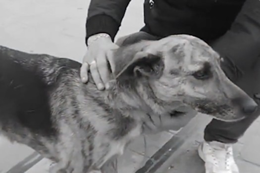 ¿Es excarcelable el hombre que mató a perrita en vía pública en Bogotá?