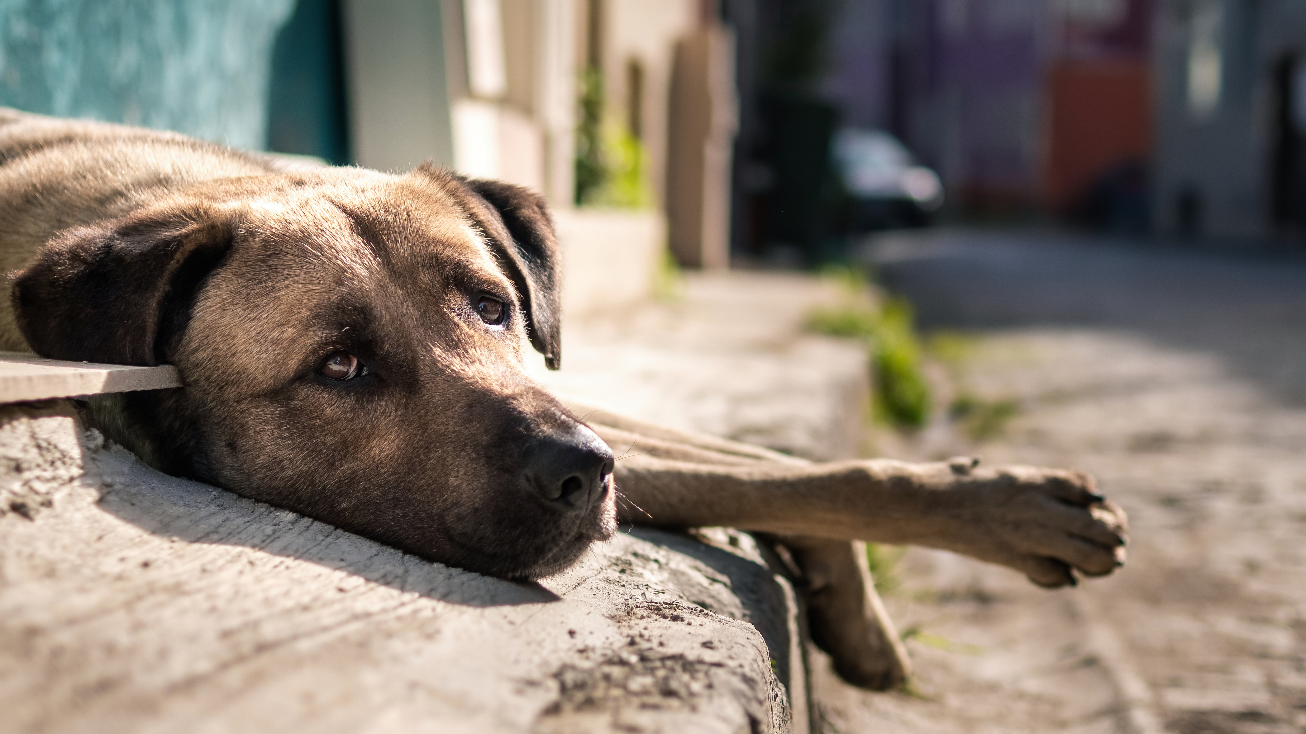 Comunidad denuncia que un hombre golpea a mujer y a un perro en Engativá, Bogotá