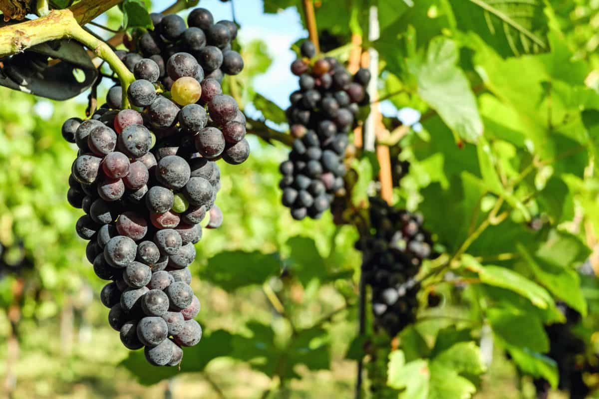 vinos