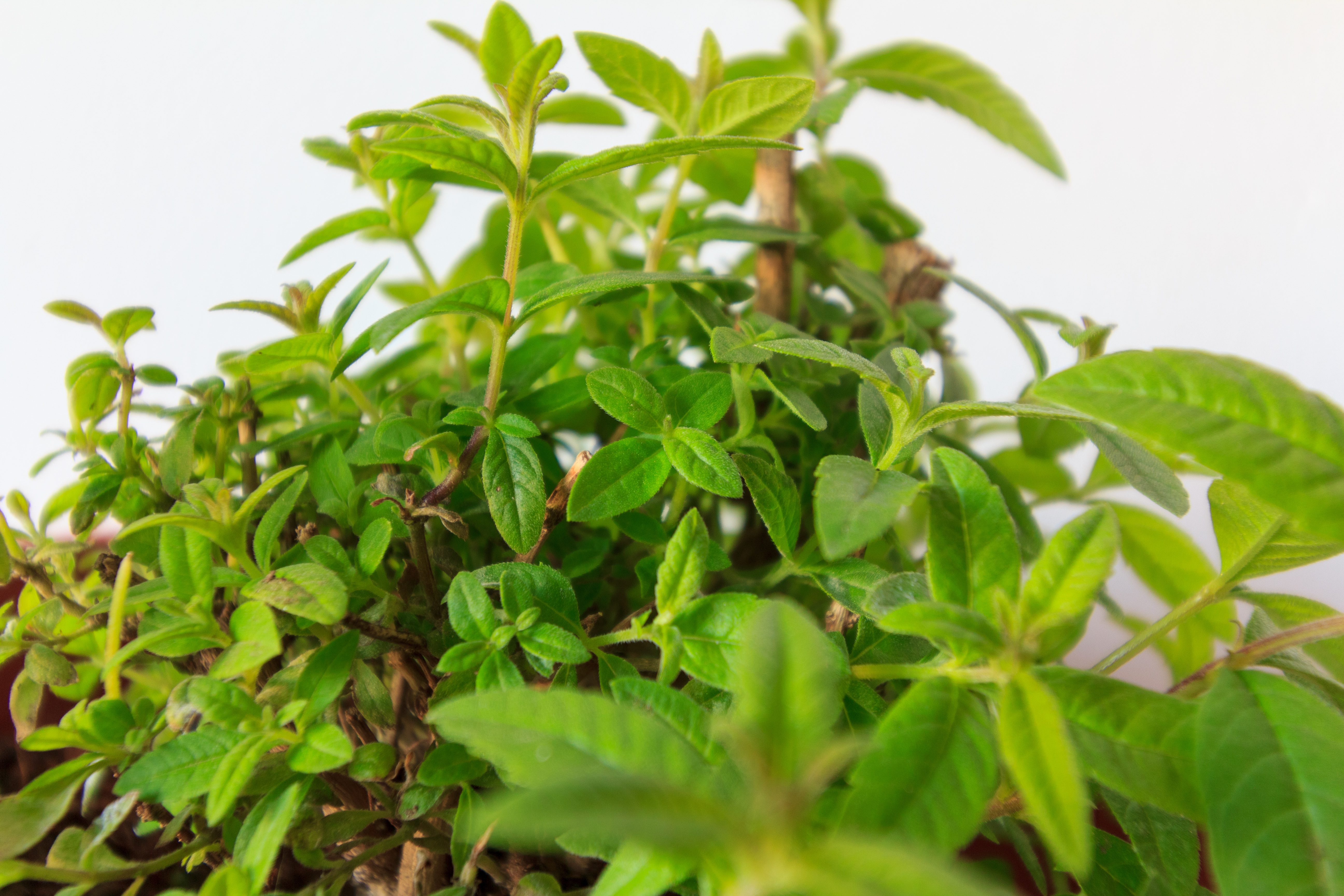Para comenzar esta serie, la protagonista es la Aloysia citrodora, un arbusto aromático originario de América del Sur que puede alcanzar hasta tres metros de altura. Conocida como cedrón o hierbaluisa, esta planta no solo destaca por sus usos medicinales y su característico aroma cítrico, sino también por su valor en la tintorería natural, ya que sus hojas permiten obtener tonos verdes y crear estampados botánicos sobre textiles. Un plus: desprende una ligera fragancia a limón.