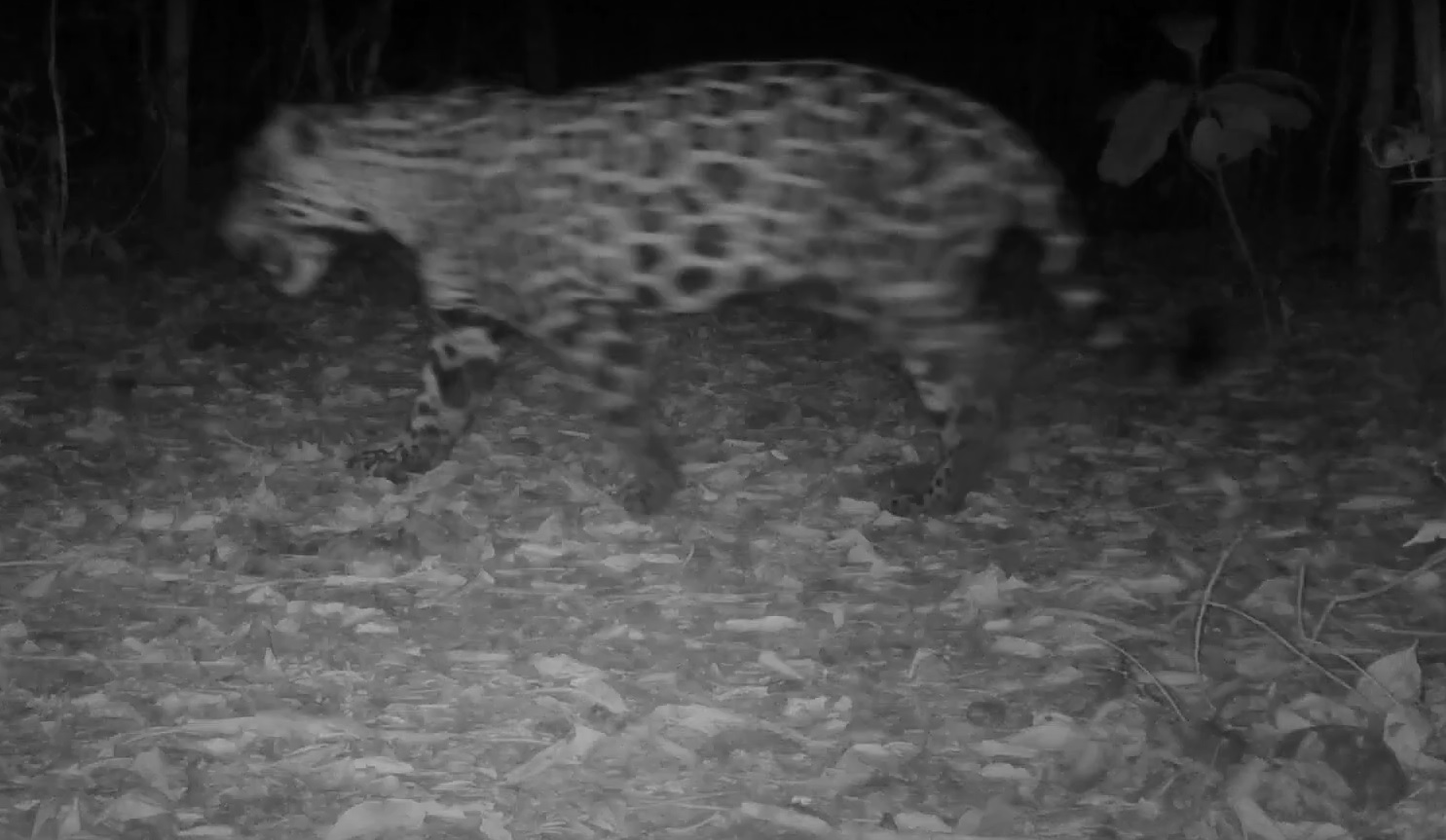 En video: hace dos décadas no veían un jaguar en Caldas; acaban de registrar uno